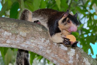 Indian giant squirrel or Malabar giant squirrel (Ratufa indica) sitting on a branch