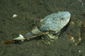 Steller's sculpin or frog sculpin (Myoxocephalus stelleri)
