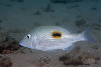 Thumbprint emperor (Lethrinus harak)