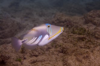 Blackbar triggerfish (Rhinecanthus aculeatus)