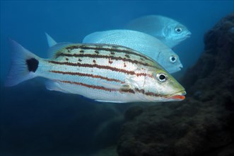 Checkered seaperch (Lutjanus decussatus)