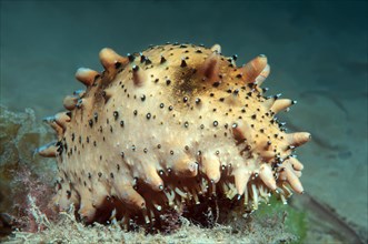 Japanese spiky sea cucumber or Japanese sea cucumber (Apostichopus japonicus)