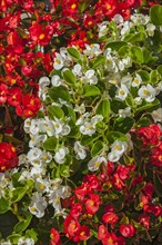 Red and white begonias (Begonia) blooming in Germany