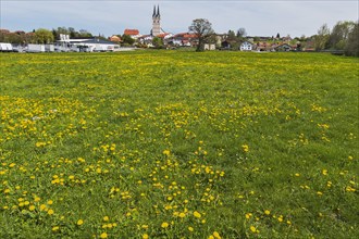 Spring meadow with ordinary Dandelion (Taraxacum sect. Ruderalia) near Tuntenhausen