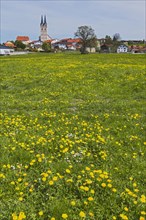 Spring meadow with ordinary Dandelion (Taraxacum sect. Ruderalia) near Tuntenhausen