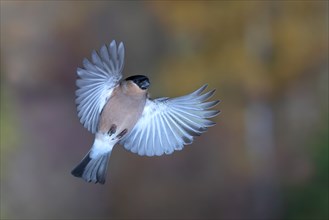 Eurasian bullfinch (Pyrrhula pyrrhula) Female in flight