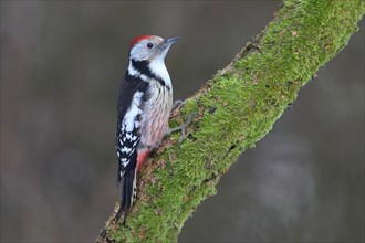 Middle spotted woodpecker (Dendrocopus medius) sits on a mossy branch