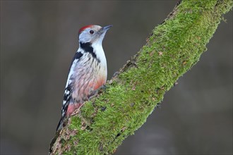 Middle spotted woodpecker (Dendrocopus medius) sits on a mossy branch