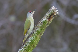 Grey-headed woodpecker (Picus canus) male sits on mossy branch in winter