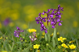 Green-winged orchid (Anacamptis morio) blooms in a meadow