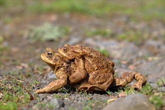 Common toads (Bufo bufo) in mating season