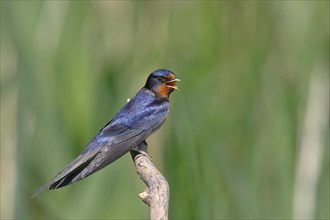 Barn swallow (Hirundo rustica) sits on branch