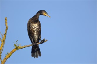 Great cormorant (Phalacrocorax carbo) sits on a branch