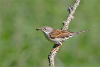 Common whitethroat (Sylvia communis) with insect in the beak on a branch