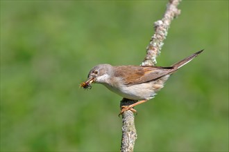 Common whitethroat (Sylvia communis) with insects in the beak on a branch