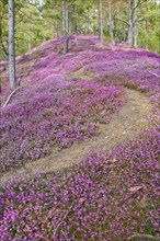 Hiking trail through a sea of flowers with flowering purple Heather (Calluna vulgaris) in the pine forest