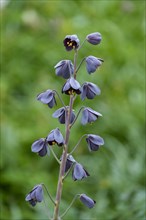 Fritillaria persica (Fritillaria persica)