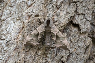 Poplar Hawk-moth (Laothoe populi) sits camouflaged on the bark of a Poplar (Populus)