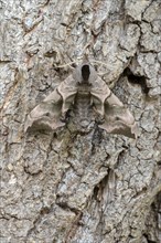 Poplar Hawk-moth (Laothoe populi) sitting camouflaged on the bark of a Poplar (Populus)