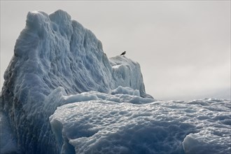Gull on iceberg