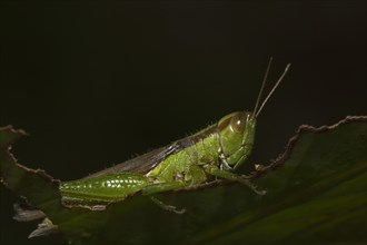 Slant-faced grasshopper (Gomphocerinae) sits on pitted leaf