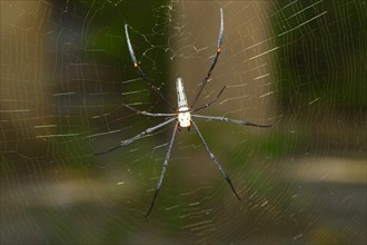 Constricted Golden Orb Weaver (Nephila constricta) in the spider's web