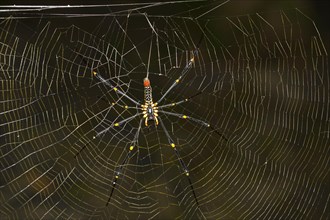 Constricted Golden Orb Weaver (Nephila constricta) in the spider's web