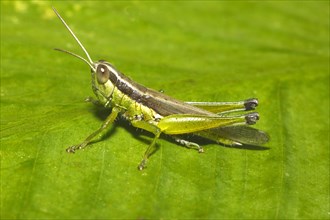 Slant-faced grasshopper (Gomphocerinae) on a green leaf