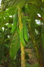 Long green Papaya (Carica papaya) at tree