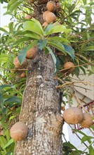 Cannonball Tree (Couroupita guianensis) with fruits