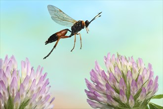Slip wasp (Ichneumon sramentarius) in flight on flowers of red clover (Trifolium pratense)