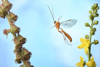 Sickle wasp (Ophion luteus) in flight on Common agrimony (Agrimonia eupatoria)