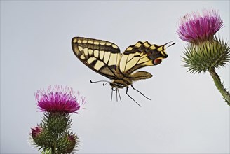 Swallowtail (Papilio machaon) in flight