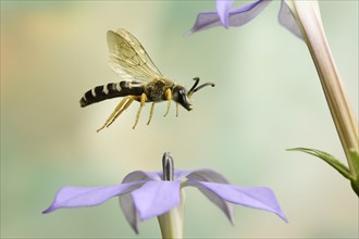Sweat Bee (Halictus scabiosae) in flight at the flower of a Phlox (Phlox)
