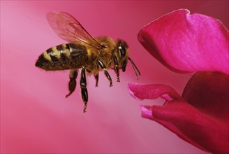 Honey bee (Apis mellifera) in flight on the flower of Snapdragon (Antirrhinum)