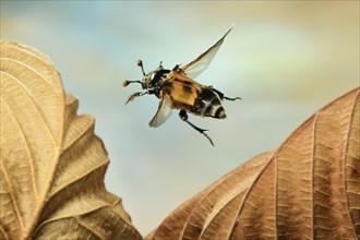 Common sexton beetle (Nicrophorus vespillo) in flight