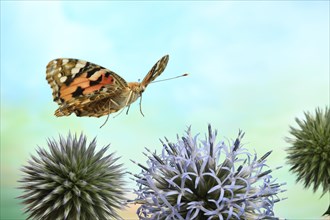 Painted lady (Vanessa cardui) in flight on the flowers of globe thistle (Echinops)