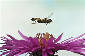 Thick-legged hoverfly (Syritta pipiens) in flight on the flower of a New England aster (Symphyotrichum novae-angliae)