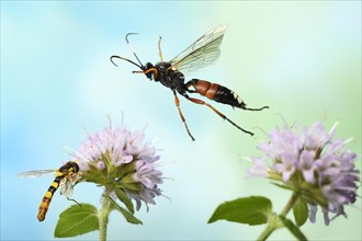 Slip wasp (Ichneumon sramentarius) in flight on the flower of a Water mint (Mentha aquatica) on which a Long hoverfly (Sphaerophoria scripta) is sitting