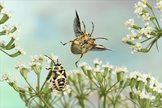 Eurydema ornata (Eurydema ornata) flying on a white umbel flower with bug larva