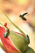Anthaxia nitidula (Anthaxia nitidula) in flight on a rosebud
