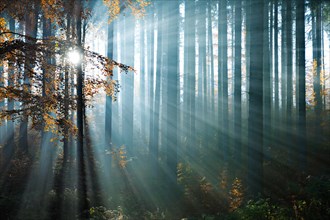 Sun rays shine between tree trunks in the autumn forest