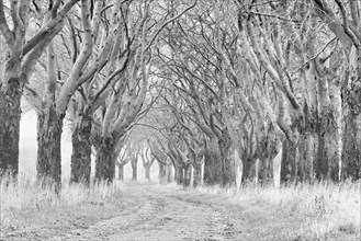 Field path through bare avenue in autumn