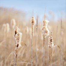 Flowering Cattail (Typha) in reed belt
