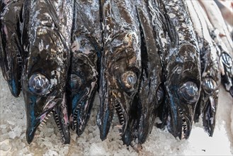 Black scabbardfish (Aphanopus carbo) lie on ice at the fish market