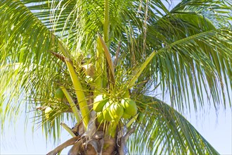 Coconut palm (Cocos nucifera) with green coconuts