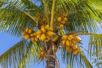 Coconut palm (Cocos nucifera) with ripe coconuts