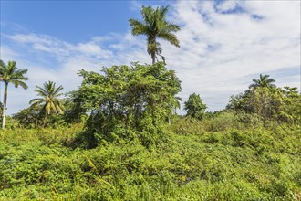 Lush vegetation in nature reserve near Guama