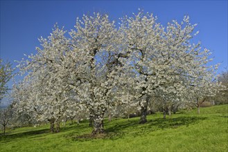 Meadow orchard with blooming cherry trees