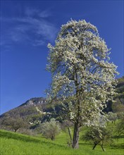 Meadow orchard with blooming fruit trees